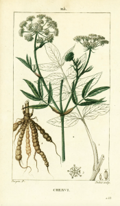 skirret plant drawing